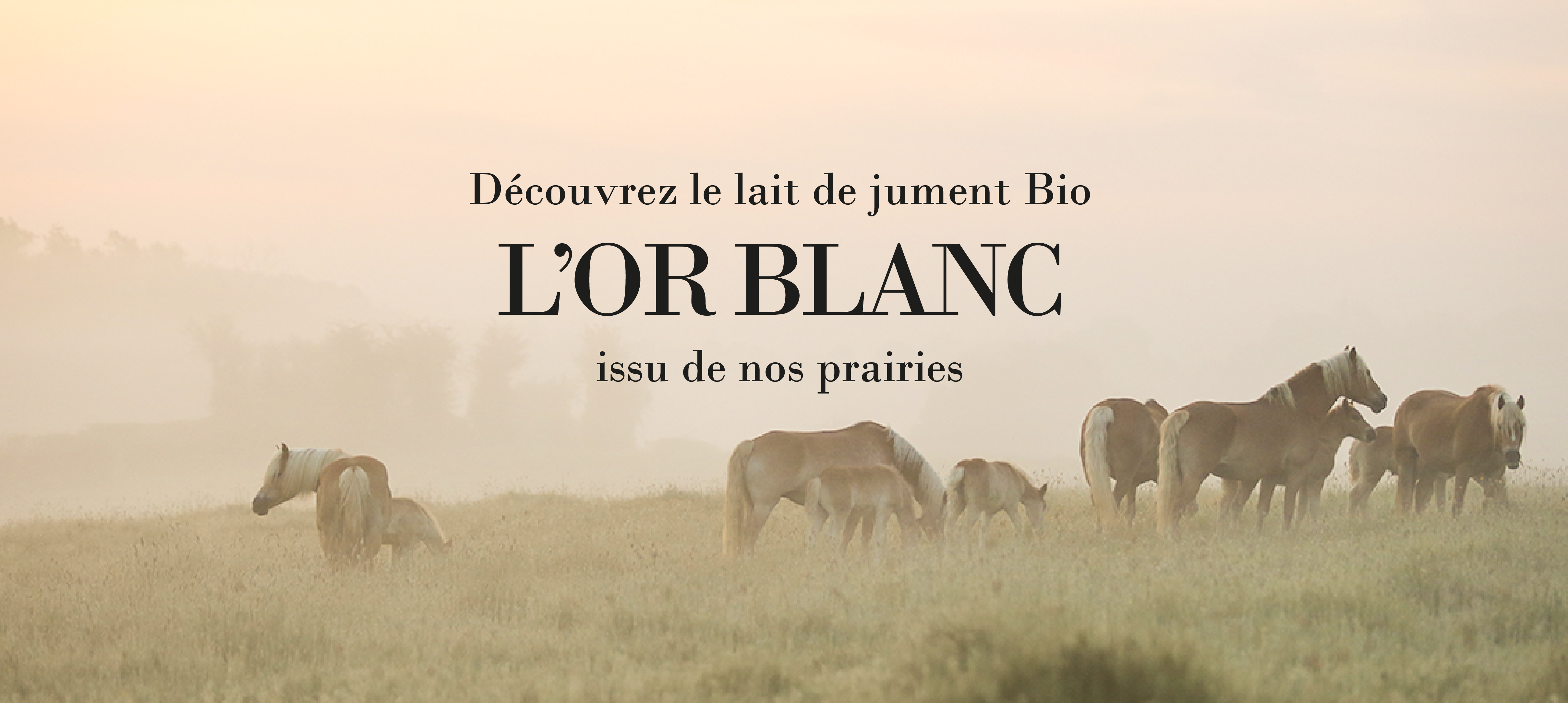 L'or blanc issu de nos prairies